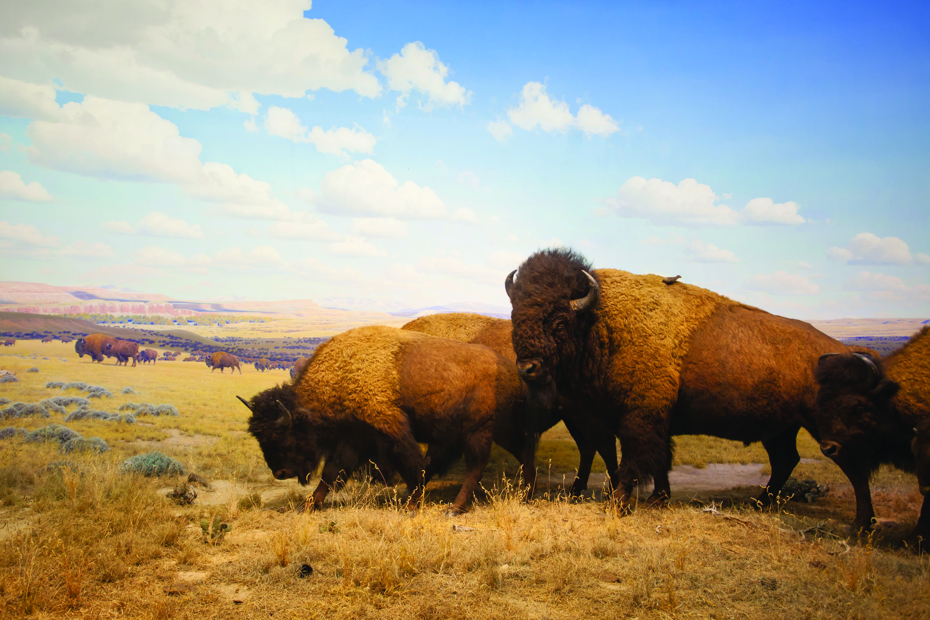 Buffalo Roundup