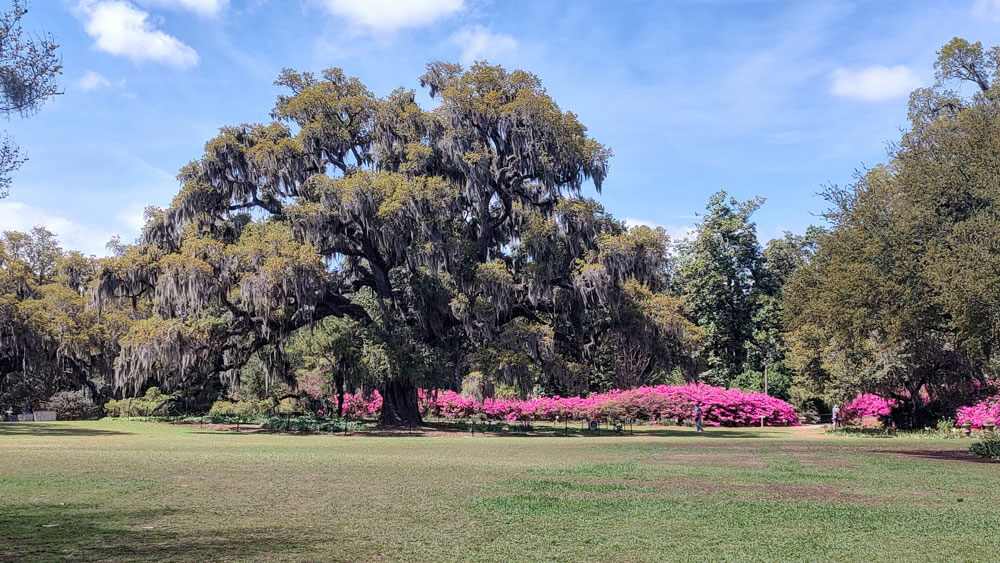 NC Azalea Festival - Wilmington, NC